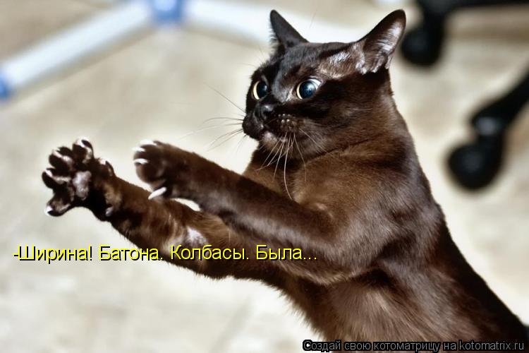 Котоматрица: -Ширина! Батона. Колбасы. Была...