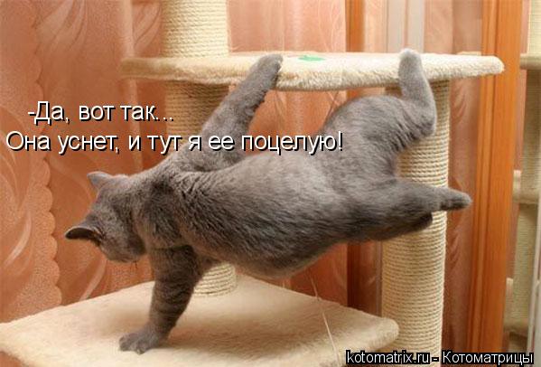 Котоматрица: -Да, вот так... Она уснет, и тут я ее поцелую!