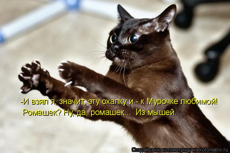 Котоматрица: -И взял я, значит, эту охапку и - к Мурочке любимой! Ромашек? Ну, да, ромашек...  Из мышей.
