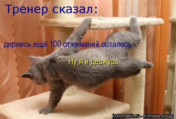 Котоматрица: Тренер сказал: держись,ещё 100 отжиманий осталось... Ну,я и держусь