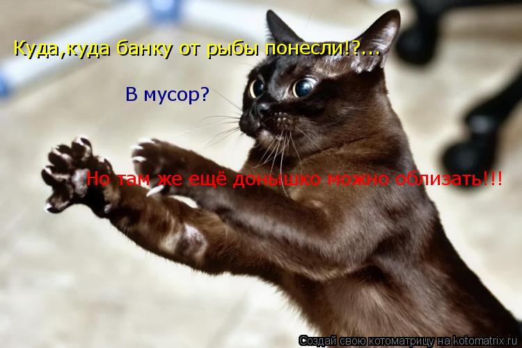 Котоматрица: Куда,куда банку от рыбы понесли!?... В мусор? Но там же ещё донышко можно облизать!!!