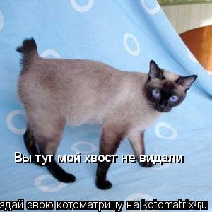 Котоматрица: Вы тут мой хвост не видали