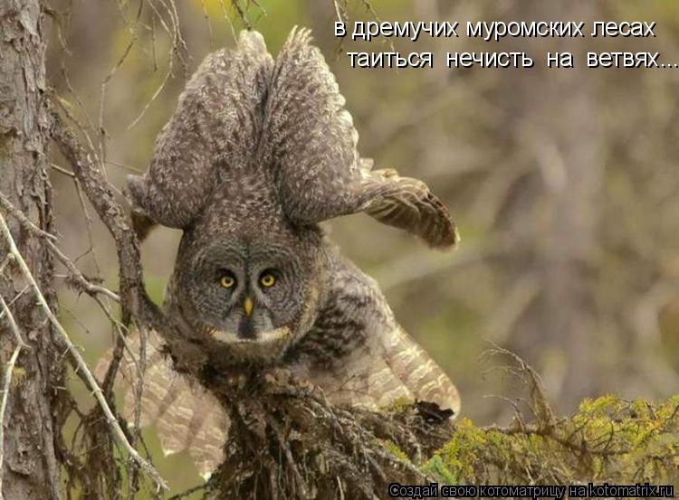 Котоматрица: в дремучих муромских лесах таиться  нечисть  на  ветвях...