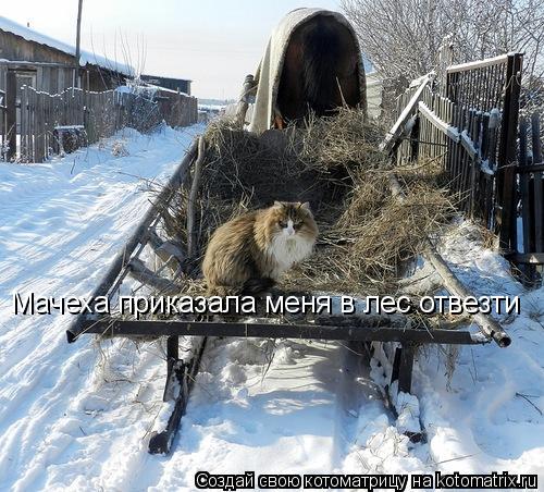 Котоматрица: Мачеха приказала меня в лес отвезти