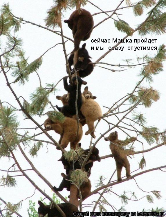 Котоматрица: сейчас Машка пройдет и мы  сразу  спустимся...