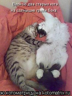 Котоматрица: Весною два старых кота.  на солнышке грели бока.