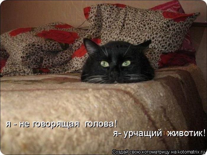 Котоматрица: я- урчащий  животик! я - не говорящая  голова!
