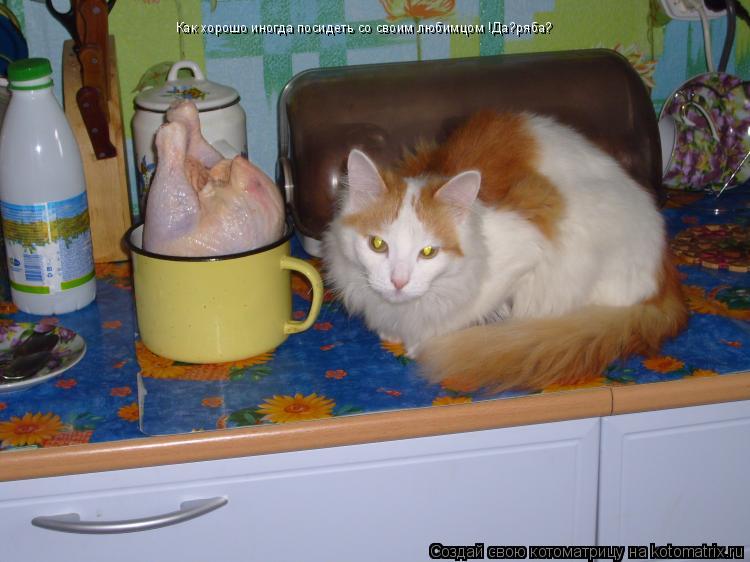 Котоматрица: Как хорошо иногда посидеть со своим любимцом !Да?ряба?