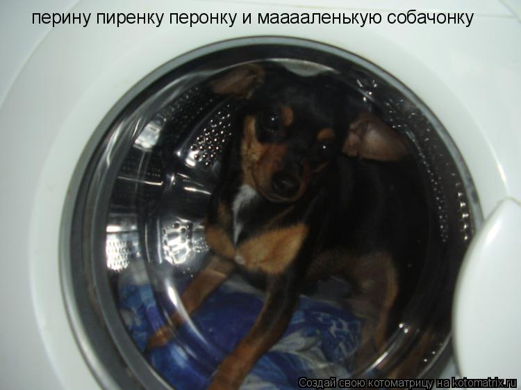 Котоматрица: перину пиренку перонку и мааааленькую собачонку