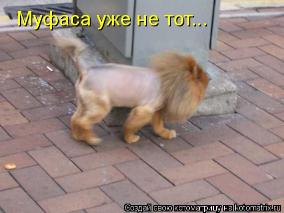 Котоматрица: Муфаса уже не тот...