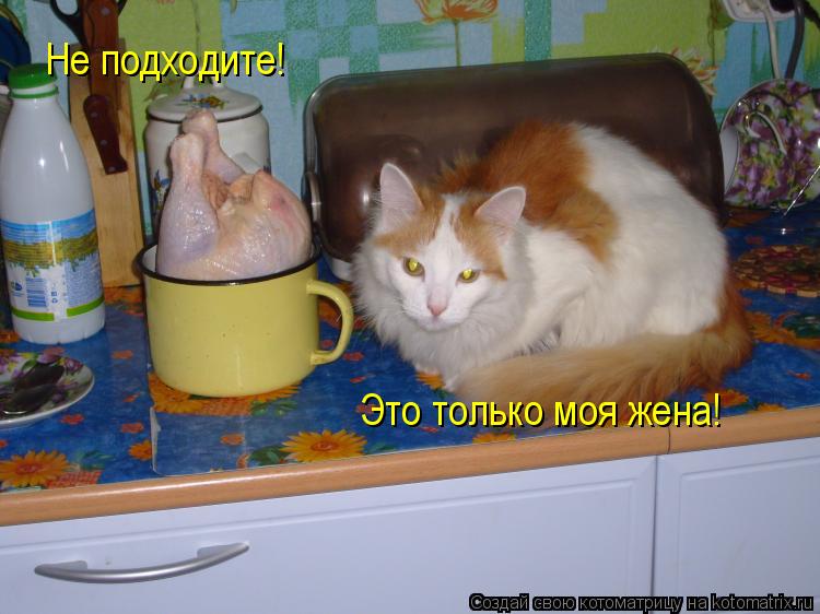 Котоматрица: Не подходите! Это только моя жена!