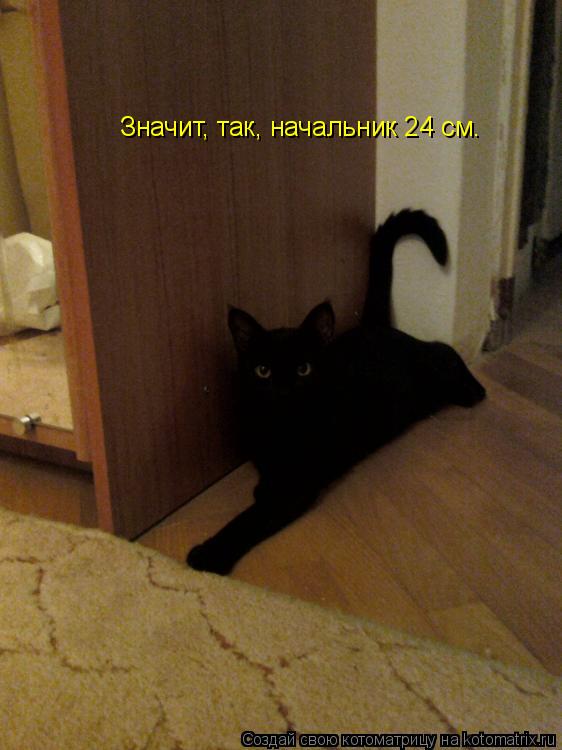 Котоматрица: Значит, так, начальник 24 см.