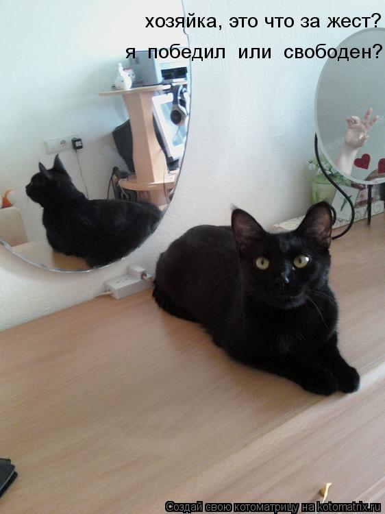 Котоматрица: хозяйка, это что за жест? я  победил  или  свободен?