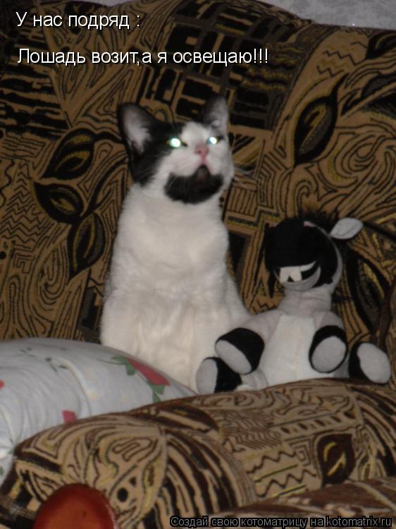 Котоматрица: У нас подряд : Лошадь возит,а я освещаю!!!