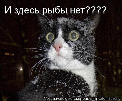 Котоматрица: И здесь рыбы нет????
