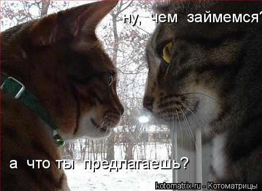 Котоматрица: ну,  чем  займемся? а  что ты  предлагаешь?
