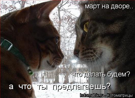 Котоматрица: март на дворе.. что делать будем? а  что  ты  предлагаешь?