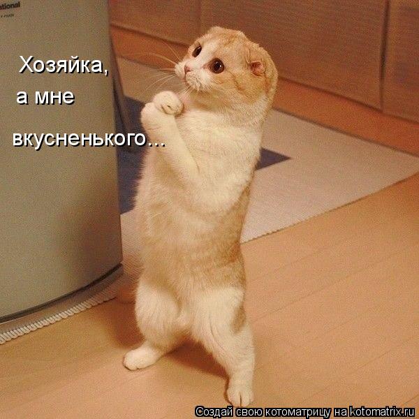 Котоматрица: Хозяйка, а мне вкусненького...
