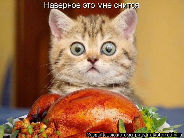 Котоматрица: Наверное это мне снится