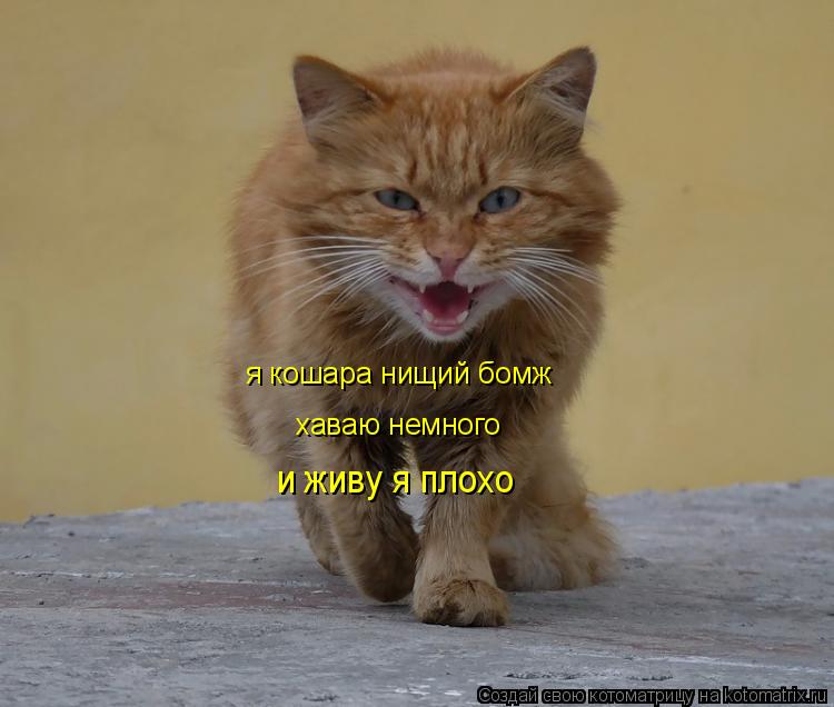 Котоматрица: и живу я плохо я кошара нищий бомж  хаваю немного