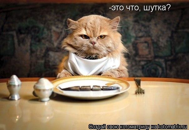Котоматрица: -это что, шутка?