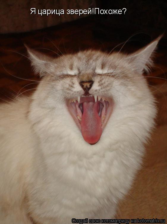 Котоматрица: Я царица зверей!Похоже?