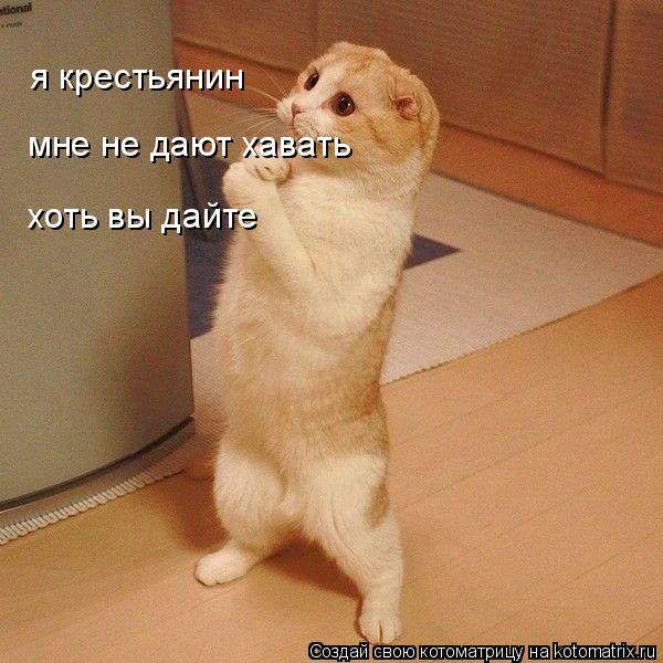 Котоматрица: я крестьянин мне не дают хавать хоть вы дайте хоть вы дайте по жерать