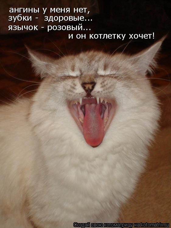 Котоматрица: ангины у меня нет, зубки -  здоровые... язычок - розовый... и он котлетку хочет!