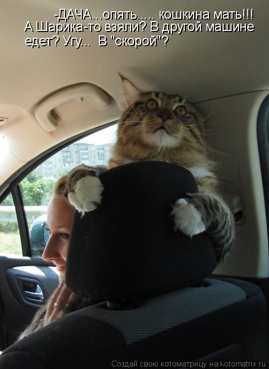 Котоматрица: -ДАЧА...опять..... кошкина мать!!! А Шарика-то взяли? В другой машине  едет? Угу...  В "скорой"?