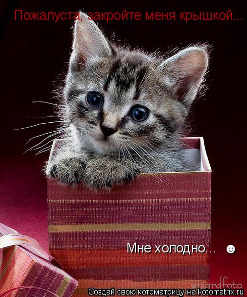 Котоматрица: Пожалуста, закройте меня крышкой... Мне холодно...  &#9787;