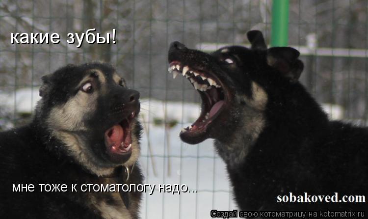 Котоматрица: мне тоже к стоматологу надо... какие зубы!
