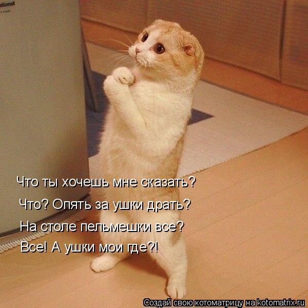 Котоматрица: Что ты хочешь мне сказать? Что? Опять за ушки драть? На столе пельмешки все? Все! А ушки мои где?!