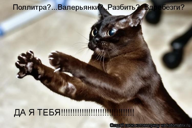 Котоматрица: ДА Я ТЕБЯ!!!!!!!!!!!!!!!!!!!!!!!!!!!!!!!! Поллитра?...Валерьянки?..Разбить?..Вдребезги?