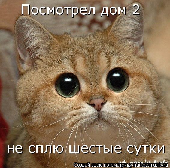 Котоматрица: Посмотрел дом 2  не сплю шестые сутки