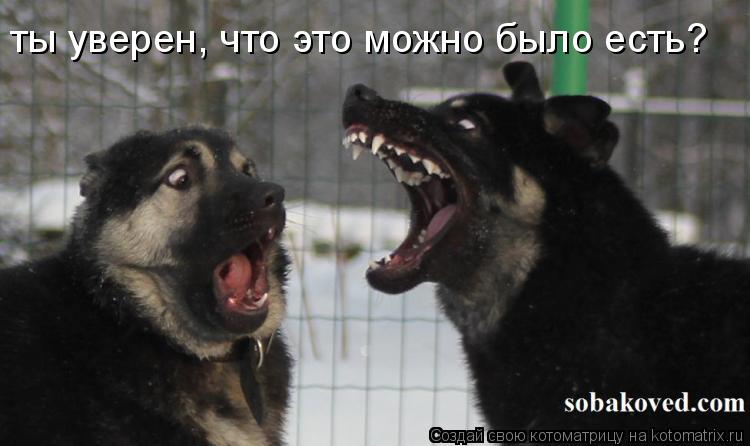 Котоматрица: ты уверен, что это можно было есть?