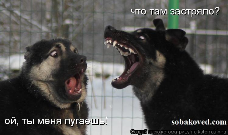 Котоматрица: что там застряло? ой, ты меня пугаешь!