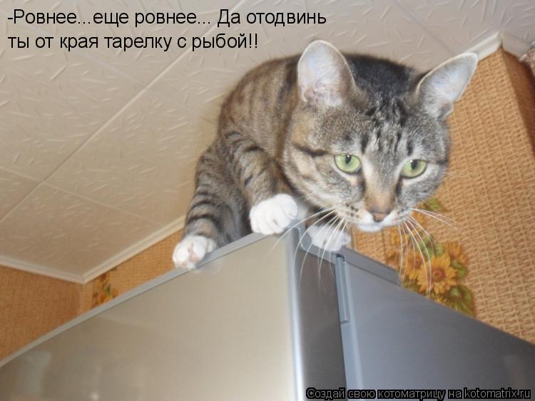 Котоматрица: -Ровнее...еще ровнее... Да отодвинь  ты от края тарелку с рыбой!!