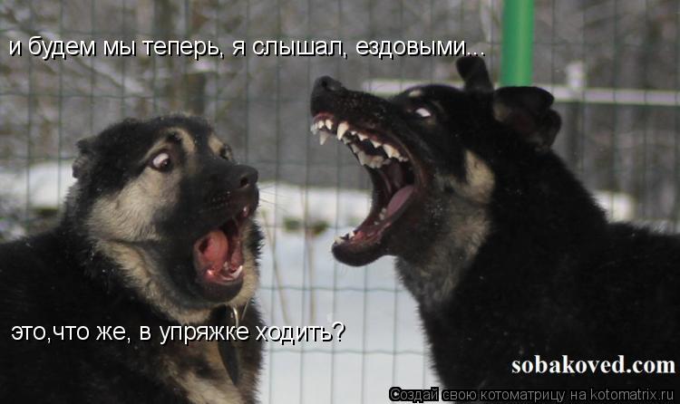 Котоматрица: и будем мы теперь, я слышал, ездовыми... это,что же, в упряжке ходить?