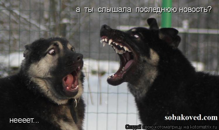 Котоматрица: а  ты  слышала  последнюю новость? неееет...