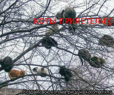 Котоматрица: КОТЫ ПРИЛЕТЕЛИ)))