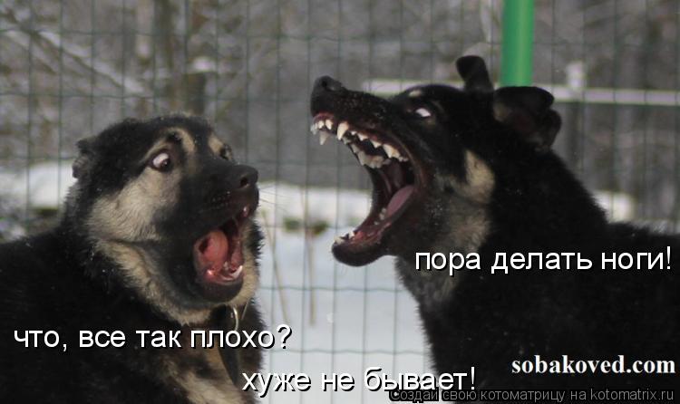 Котоматрица: пора делать ноги! что, все так плохо? хуже не бывает!