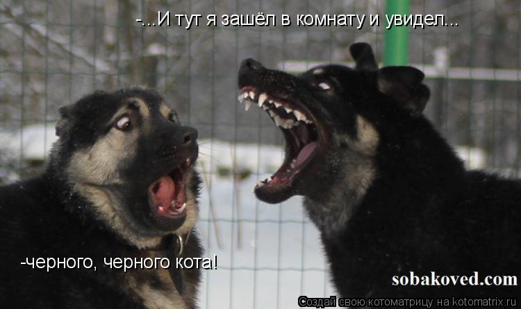 Котоматрица: -...И тут я зашёл в комнату и увидел... -черного, черного кота!