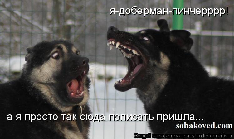 Котоматрица: я-доберман-пинчерррр! а я просто так сюда пописать пришла...