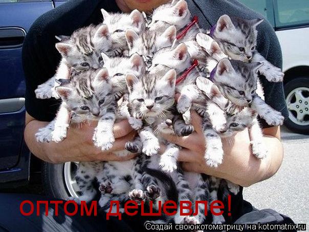 Котоматрица: оптом дешевле!