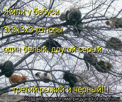 Котоматрица: Жили у бабуси 3х3х3х3 котюсы один белый, другой серый,  третий рыжий и чёрный!!!