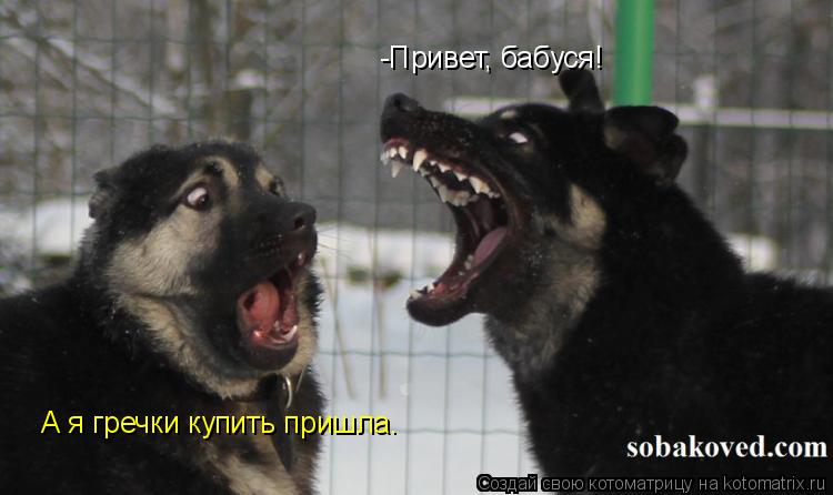 Котоматрица: -Привет, бабуся! А я гречки купить пришла.
