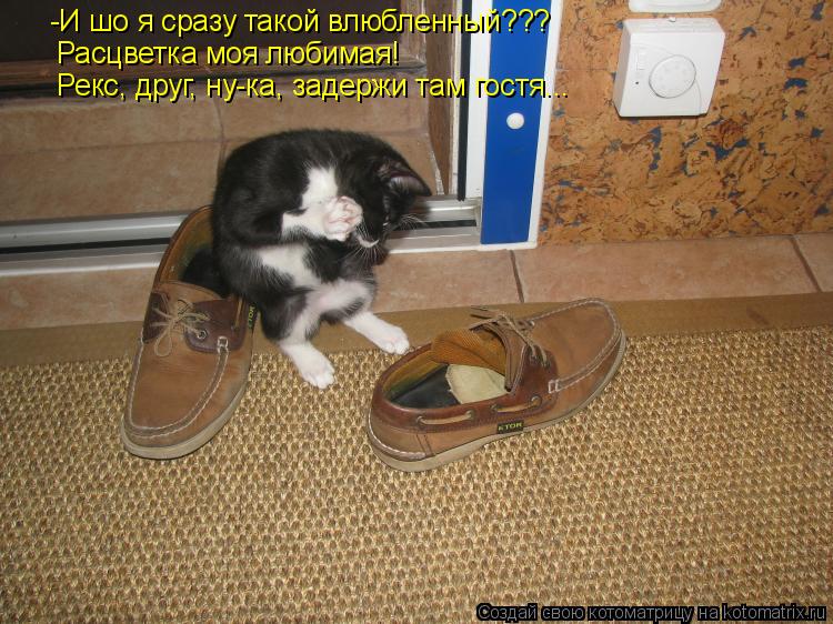 Котоматрица: -И шо я сразу такой влюбленный??? Расцветка моя любимая! Рекс, друг, ну-ка, задержи там гостя...