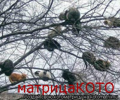 Котоматрица: матрицаКОТО
