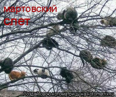 Котоматрица: мартовский  слет