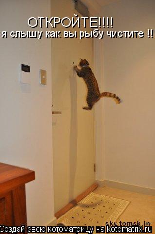 Котоматрица: ОТКРОЙТЕ!!!! я слышу как вы рыбу чистите !!!!!